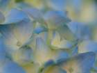 Usa-Washington State-Bellevue. Blue and white Bigleaf hydrangea flower Art Print